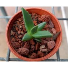 Faucaria Tigrina - Plant